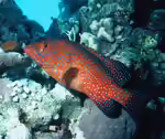 Cephalopholis miniata im Aquarium halten (Einrichtungsbeispiele für Juwelen-Zackenbarsch)