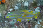 Cephalopholis polleni im Aquarium halten (Einrichtungsbeispiele für Harlekin Zackenbarsch) Cephalopholis polleni im Aquarium halten (Einrichtungsbeispiele für Harlekin Zackenbarsch)