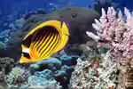 Chaetodon fasciatus im Aquarium halten (Einrichtungsbeispiele für Tabak-Falterfisch)