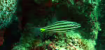 Cheilodipterus isostigmus im Aquarium halten (Einrichtungsbeispiele für Hundezahn-Kardinalbarsch)