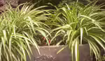 Chlorophytum comosum im Terrarium (Einrichtungsbeispiele mit Grünlilien)