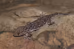 Chondrodactylus bibronii im Terrarium halten (Einrichtungsbeispiele für Bibron-Gekko) Chondrodactylus bibronii im Terrarium halten (Einrichtungsbeispiele für Bibron-Gekko)