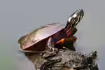 Chrysemys picta halten (Einrichtungsbeispiele für Zierschildkröten) Chrysemys picta halten (Einrichtungsbeispiele für Zierschildkröten)