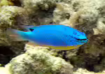 Chrysiptera taupou im Aquarium halten (Einrichtungsbeispiele für Südsee-Teufel) Chrysiptera taupou im Aquarium halten (Einrichtungsbeispiele für Südsee-Teufel)