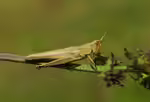 Chrysochraon dispar am Gartenteich halten (Einrichtungsbeispiele mit Große Goldschrecke) Chrysochraon dispar am Gartenteich halten (Einrichtungsbeispiele mit Große Goldschrecke)
