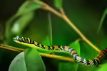Chrysopelea ornata im Terrarium halten (Einrichtungsbeispiele mit Paradies-Baumschlange) Chrysopelea ornata im Terrarium halten (Einrichtungsbeispiele mit Paradies-Baumschlange)