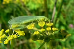 Chrysoperla carnea im Garten (Einrichtungsbeispiele mit Florfliege) Chrysoperla carnea im Garten (Einrichtungsbeispiele mit Florfliege)