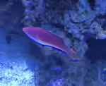 Cirrhilabrus cyanogularis im Aquarium halten (Einrichtungsbeispiele für Segelflossen-Feen-Lippfisch) Cirrhilabrus cyanogularis im Aquarium halten (Einrichtungsbeispiele für Segelflossen-Feen-Lippfisch)