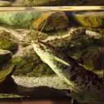 Clarias fuscus im Aquarium halten (Einrichtungsbeispiele für Clarias fuscus)