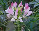 Cleome spinosa im Garten pflanzen (Einrichtungsbeispiele mit Spinnenblume)