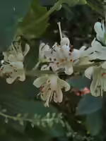 Clethra alnifolia im Garten pflanzen (Einrichtungsbeispiele mit Erlenblättrige Zimterle) Clethra alnifolia im Garten pflanzen (Einrichtungsbeispiele mit Erlenblättrige Zimterle)
