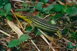Cnemidophorus lemniscatus im Terrarium halten (Einrichtungsbeispiele mit Tüpfelrennechsen)