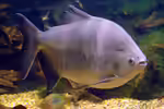 Colossoma macropomum im Aquarium halten (Einrichtungsbeispiele für Schwarzer Pacu) Colossoma macropomum im Aquarium halten (Einrichtungsbeispiele für Schwarzer Pacu)