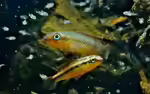 Congochromis dimidiatus im Aquarium halten (Einrichtungsbeispiele für Roter Kongocichlide)