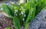 Convallaria majalis im Garten pflanzen (Einrichtungsbeispiele mit Maiglöckchen)