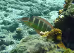 Coris caudimacula im Aquarium halten (Einrichtungsbeispiele für Schwanzfleck-Junker) Coris caudimacula im Aquarium halten (Einrichtungsbeispiele für Schwanzfleck-Junker)