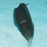 Coris cuvieri im Aquarium halten (Einrichtungsbeispiele für Afrika-Junker)