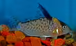 Corydoras delphax im Aquarium halten (Einrichtungsbeispiele für Inirida-Panzerwels) Corydoras delphax im Aquarium halten (Einrichtungsbeispiele für Inirida-Panzerwels)