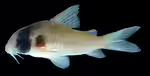 Corydoras griseus im Aquarium halten (Einrichtungsbeispiele für Grauer Panzerwels) Corydoras griseus im Aquarium halten (Einrichtungsbeispiele für Grauer Panzerwels)