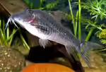 Corydoras semiaquilus im Aquarium halten (Einrichtungsbeispiele für Flügelpanzerwels) Corydoras semiaquilus im Aquarium halten (Einrichtungsbeispiele für Flügelpanzerwels)