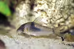 Corydoras septentrionalis im Aquarium halten (Einrichtungsbeispiele für Langschnauzen-Panzerwels) Corydoras septentrionalis im Aquarium halten (Einrichtungsbeispiele für Langschnauzen-Panzerwels)