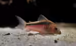 Corydoras zygatus im Aquarium halten (Einrichtungsbeispiele für Zügelpanzerwels) Corydoras zygatus im Aquarium halten (Einrichtungsbeispiele für Zügelpanzerwels)