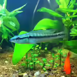 Crenicichla albopunctata im Aquarium halten (Einrichtungsbeispiele für Crenicichla albopunctata) Crenicichla albopunctata im Aquarium halten (Einrichtungsbeispiele für Crenicichla albopunctata)