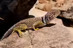 Crotaphytus collaris im Terrarium halten (Einrichtungsbeispiele für Halsbandleguan)