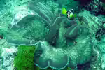 Cryptodendrum adhaesivum im Aquarium halten (Einrichtungsbeispiele für Noppenrand-Anemone)