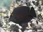 Ctenochaetus truncatus im Aquarium halten (Einrichtungsbeispiele für Indischer Goldringdoktor) Ctenochaetus truncatus im Aquarium halten (Einrichtungsbeispiele für Indischer Goldringdoktor)