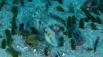 Cymolutes torquatus im Aquarium halten (Einrichtungsbeispiele für Feinschuppiger Messerlippfisch) Cymolutes torquatus im Aquarium halten (Einrichtungsbeispiele für Feinschuppiger Messerlippfisch)