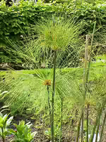 Cyperus papyrus am Gartenteich pflegen (Teichbeispiele mit Papyrus-Gras)