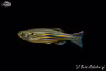 Danio meghalayensis im Aquarium halten (Einrichtungsbeispiele für Meghalaya-Bärbling) Danio meghalayensis im Aquarium halten (Einrichtungsbeispiele für Meghalaya-Bärbling)