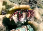 Dardanus guttatus im Aquarium halten (Einrichtungsbeispiele für Blau-Knie Einsiedlerkrebs)