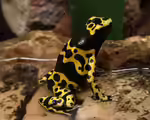 Dendrobates leucomelas im Terrarium halten (Einrichtungsbeispiele für Gelbgebänderter Baumsteiger) Dendrobates leucomelas im Terrarium halten (Einrichtungsbeispiele für Gelbgebänderter Baumsteiger)