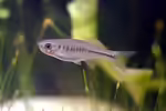 Devario maetaengensis im Aquarium halten (Einrichtungsbeispiele für Feuerbärblinge) Devario maetaengensis im Aquarium halten (Einrichtungsbeispiele für Feuerbärblinge)