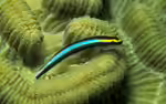 Elacatinus evelynae im Aquarium halten (Einrichtungsbeispiele für Neongrundel)