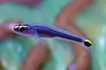 Elacatinus jarocho im Aquarium halten (Einrichtungsbeispiele für Elacatinus jarocho)