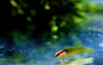 Elacatinus multifasciatus im Aquarium halten (Einrichtungsbeispiele für Grünstreifen-Grundel) Elacatinus multifasciatus im Aquarium halten (Einrichtungsbeispiele für Grünstreifen-Grundel)
