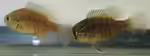 Enneacanthus obesus im Aquarium halten (Einrichtungsbeispiele für Gebänderter Diamantbarsch)