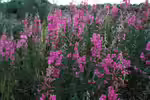 Epilobium angustifolium im Garten pflanzen (Einrichtungsbeispiele mit Schmalblättriges Weidenröschen) Epilobium angustifolium im Garten pflanzen (Einrichtungsbeispiele mit Schmalblättriges Weidenröschen)