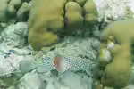 Epinephelus adscensionis im Aquarium halten (Einrichtungsbeispiele für Felsen-Zackenbarsch)