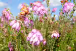Erica tetralix im Garten pflanzen (Einrichtungsbeispiele mit Moor-Glockenheide) Erica tetralix im Garten pflanzen (Einrichtungsbeispiele mit Moor-Glockenheide)