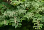 Fallopia japonica im Garten pflanzen (Einrichtungsbeispiele mit Japanischer Staudenknöterich) Fallopia japonica im Garten pflanzen (Einrichtungsbeispiele mit Japanischer Staudenknöterich)