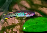 Fundulopanchax scheeli im Aquarium halten (Einrichtungsbeispiele für Scheels Prachtkärpflinge) Fundulopanchax scheeli im Aquarium halten (Einrichtungsbeispiele für Scheels Prachtkärpflinge)