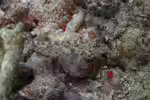 Fusigobius neophytus im Aquarium halten (Einrichtungsbeispiele für Feinflecken-Sandgrundel) Fusigobius neophytus im Aquarium halten (Einrichtungsbeispiele für Feinflecken-Sandgrundel)
