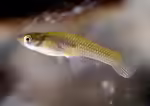 Gambusia affinis im Aquarium halten (Einrichtungsbeispiele für Koboldkärpflinge)