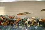 Gasterosteus aculeatus im Gartenteich halten (Einrichtungsbeispiele für Dreistachliger Stichling) Gasterosteus aculeatus im Gartenteich halten (Einrichtungsbeispiele für Dreistachliger Stichling)