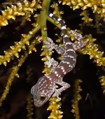 Gekko gecko im Terrarium halten (Einrichtungsbeispiele für Tokeh) Gekko gecko im Terrarium halten (Einrichtungsbeispiele für Tokeh)