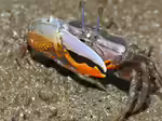 Gelasimus vocans im Aquaterrarium halten (Einrichtungsbeispiele für Orange Mangroven Winkerkrabben) Gelasimus vocans im Aquaterrarium halten (Einrichtungsbeispiele für Orange Mangroven Winkerkrabben)